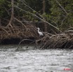 047 AKANDA Oiseau Heron Cendre Ardea cinerea 11E5K2IMG_65407wtmk.jpg