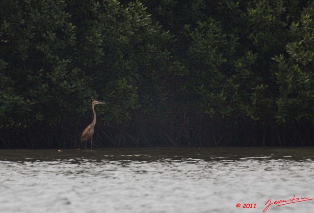 052 AKANDA Oiseau Heron Goliath Ardea goliath 11E5K2IMG_65434wtmk.jpg