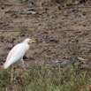 060 AKANDA Oiseau Heron Gardeboeufs Bubulcus ibis 11E5K2IMG_65524awtmk.jpg