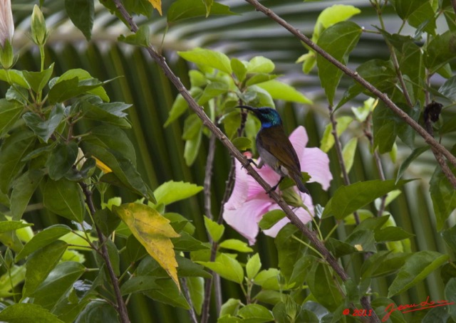 063 AKANDA Lodge Oiseau Souimanga a Tete Verte Cyanomitra verticalis 11E5K2IMG_65630wtmk.jpg