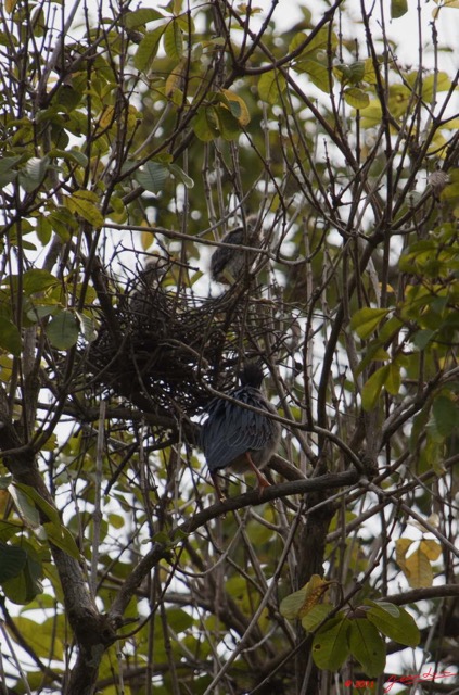 068 AKANDA Lodge Oiseau Heron Strie Butorides striata et son Nid 11E5K2IMG_65654wtmk.jpg