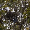 068 AKANDA Lodge Oiseau Heron Strie Butorides striata et son Nid 11E5K2IMG_65654wtmk.jpg