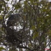 069 AKANDA Lodge Oiseau Heron Strie Butorides striata et son Nid 11E5K2IMG_65662wtmk.jpg