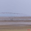 075 AKANDA Moka Oiseau Colonie en Vol 11E5K2IMG_65714wtmk.jpg