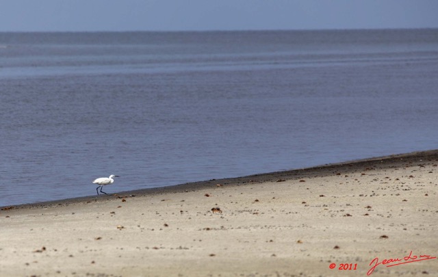 076 AKANDA Moka Oiseau Aigrette Garzette Egretta garzetta 11E5K2IMG_65715wtmk.jpg