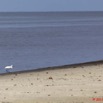 076 AKANDA Moka Oiseau Aigrette Garzette Egretta garzetta 11E5K2IMG_65715wtmk.jpg