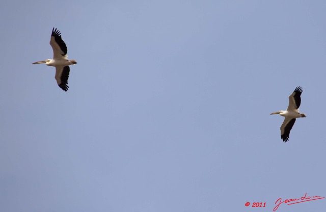 089 AKANDA Moka Oiseau Pelican Pelecanus rufescens en Vol 11E5K2IMG_65790wtmk.jpg
