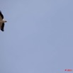 089 AKANDA Moka Oiseau Pelican Pelecanus rufescens en Vol 11E5K2IMG_65790wtmk.jpg