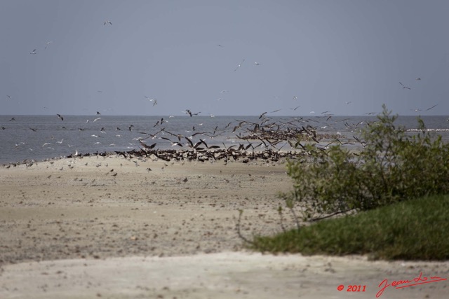 094 AKANDA Moka Oiseau Bec-en-Ciseau Rynchops flavirostris sur le Sable 11E5K2IMG_65826wtmk.jpg