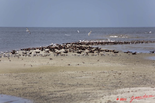 100 AKANDA Moka Oiseaux Colonies sur le Sable 11E5K2IMG_65862wtmk.jpg