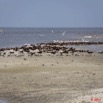 100 AKANDA Moka Oiseaux Colonies sur le Sable 11E5K2IMG_65862wtmk.jpg