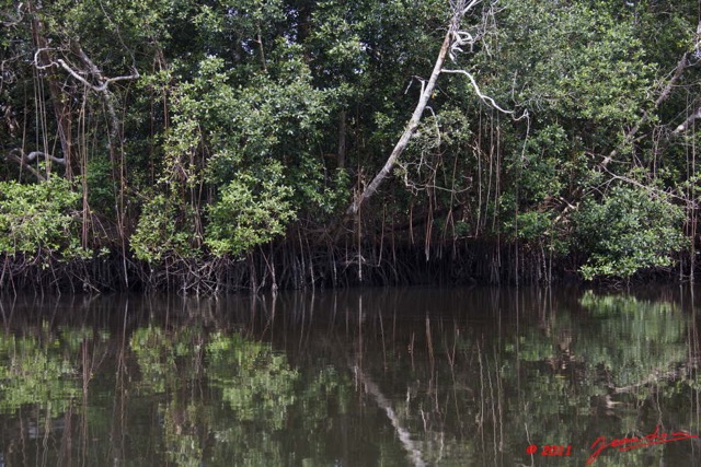 003 AKANDA Moka Mangrove Racines Paletuviers et Huitres 11E5K2IMG_65699wtmk.jpg