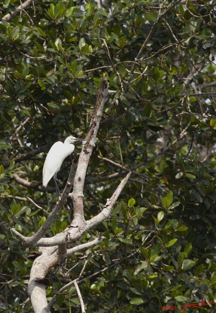 007 AKANDA Moka Oiseau Aigrette Garzette Egretta garzetta 11E5K2IMG_65887wtmk.jpg