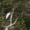 007 AKANDA Moka Oiseau Aigrette Garzette Egretta garzetta 11E5K2IMG_65887wtmk.jpg