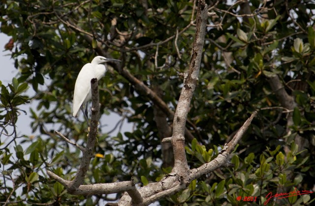 008 AKANDA Moka Oiseau Aigrette Garzette Egretta garzetta 11E5K2IMG_65889wtmk.jpg