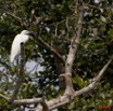 008 AKANDA Moka Oiseau Aigrette Garzette Egretta garzetta 11E5K2IMG_65889wtmk.jpg