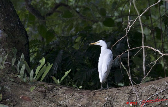 014 Oiseau Aigrette Intermediaire Egretta intermedia 11E5K2IMG_66461awtmk.jpg