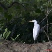 014 Oiseau Aigrette Intermediaire Egretta intermedia 11E5K2IMG_66461awtmk.jpg