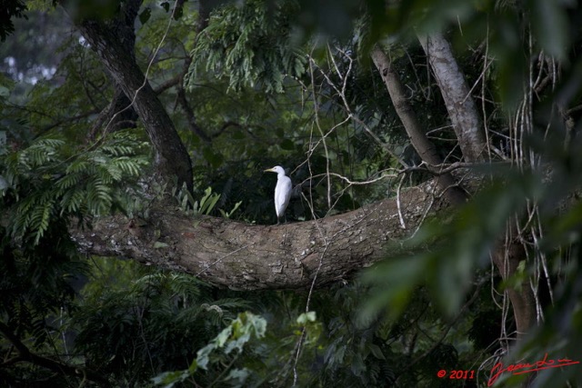 015 Oiseau Aigrette Intermediaire Egretta intermedia 11E5K2IMG_66461wtmk.jpg