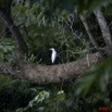 015 Oiseau Aigrette Intermediaire Egretta intermedia 11E5K2IMG_66461wtmk.jpg