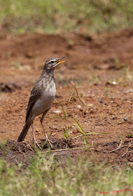 019 Oiseau Pipit a Longues Pattes Anthus pallidiventris 11E5K2IMG_66698wtmk.jpg