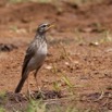 019 Oiseau Pipit a Longues Pattes Anthus pallidiventris 11E5K2IMG_66698wtmk.jpg