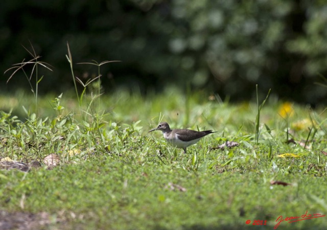 020 Oiseau 11E5K2IMG_66769wtmk.jpg