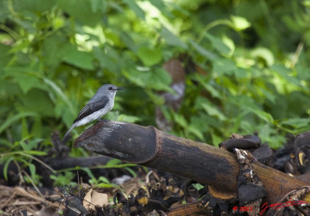 022 Oiseau Gobemouche Musicapa sp 11E5K2IMG_66774wtmk.jpg