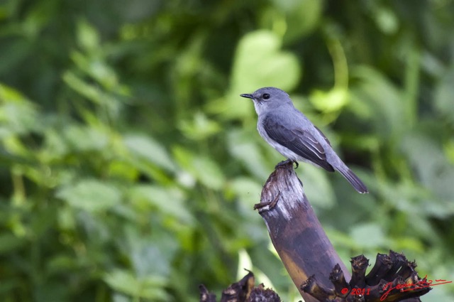 023 Oiseau Gobemouche Musicapa sp 11E5K2IMG_66778wtmk.jpg