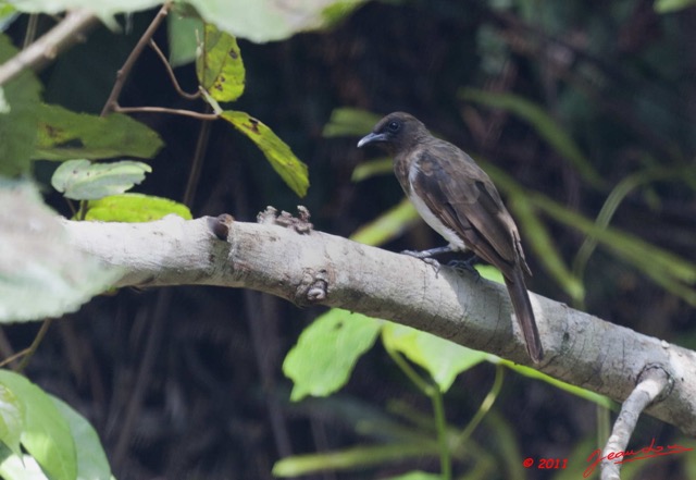 033 Oiseau Bulbul des Jardins Pycnonotus barbatus 11E5K2IMG_67024wtmk.jpg