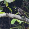 033 Oiseau Bulbul des Jardins Pycnonotus barbatus 11E5K2IMG_67024wtmk.jpg
