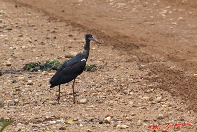 040 LA LOPE 6 Oiseau Cigogne de Abdim Ciconia abdimii 11E5K2IMG_67759wtmk.jpg