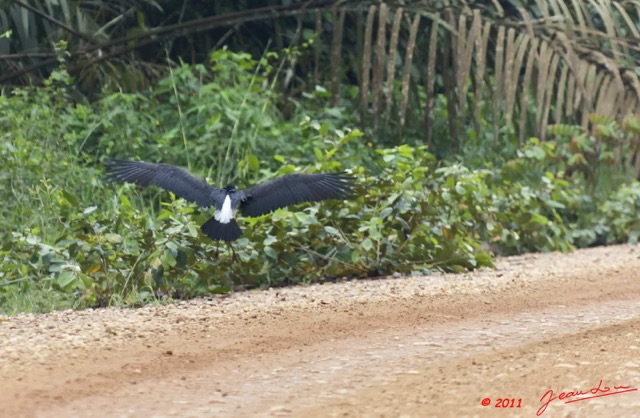 044 LA LOPE 6 Oiseau Cigogne de Abdim Ciconia abdimii 11E5K2IMG_67770wtmk.jpg