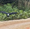 044 LA LOPE 6 Oiseau Cigogne de Abdim Ciconia abdimii 11E5K2IMG_67770wtmk.jpg