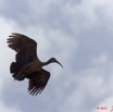 048 PONGARA Lodge Oiseau Ibis Hagedash Bostrychia hagedash en vol 11E5K2IMG_67998wtmk.jpg