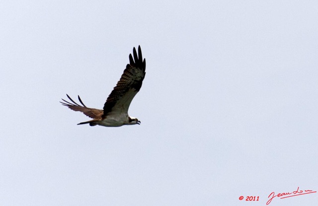 049 PONGARA Lodge Oiseau Balbuzard Pecheur Pandion haliaetus en Vol 11E5K2IMG_68019wtmk.jpg