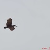 056 PONGARA Lodge Oiseau Ombrette Africaine Scopus umbretta en Vol 11E5K2IMG_68297wtmk.jpg