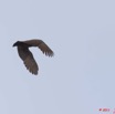 058 PONGARA Lodge Oiseau Ombrette Africaine Scopus umbretta en Vol 11E5K2IMG_68300wtmk.jpg