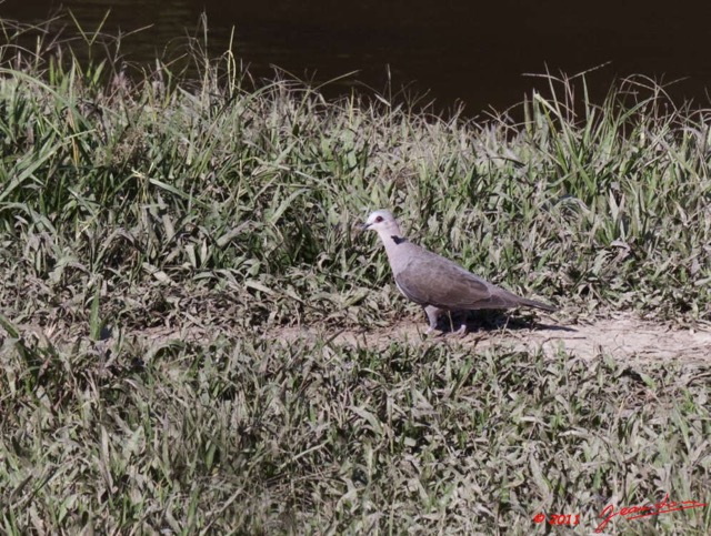 061 MOUPIA 6 Oiseau Tourterelle a Collier Streptopelia semitorquata 11E50IMG_32512wtmk.jpg