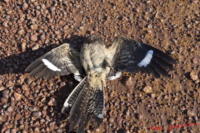 063 MOUPIA 6 Oiseau Engoulevent Caprimulgus sp 11E5K2IMG_69405wtmk.jpg