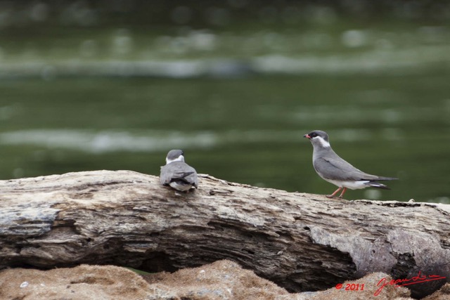 070 Grotte 2 Oiseau Glareole Aureolee Glareola nuchalis 11E5K2IMG_72017awtmk.jpg.jpg