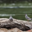 070 Grotte 2 Oiseau Glareole Aureolee Glareola nuchalis 11E5K2IMG_72017awtmk.jpg.jpg