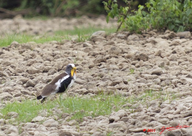 073 Grotte 2 Oiseau Vanneau a Tete Blanche Vanellus albiceps 11E5K2IMG_72047awtmk.jpg.jpg