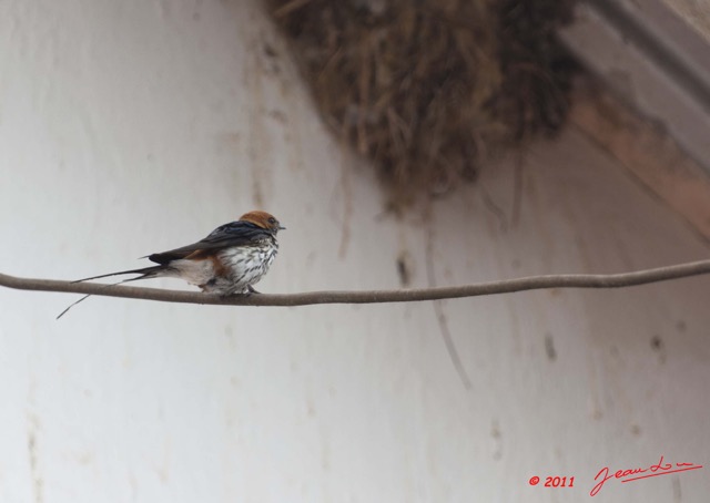 084 MOUKALABA 2 Oiseau Hirondelle Striee Hirundo abyssinica a Lebamba 11E5K2IMG_71692awtmk.jpg.jpg