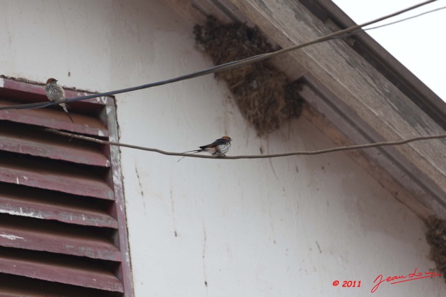 085 MOUKALABA 2 Oiseau Hirondelle Striee Hirundo abyssinica a Lebamba 11E5K2IMG_71692wtmk.jpg.jpg