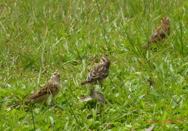 089 Oiseau Veuve Dominicaine Vidua macroura f P1020208awtmk.jpg