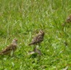 089 Oiseau Veuve Dominicaine Vidua macroura f P1020208awtmk.jpg