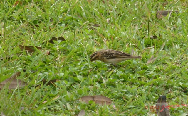 090 Oiseau Veuve Dominicaine Vidua macroura f P1020209awtmk.jpg