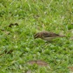 090 Oiseau Veuve Dominicaine Vidua macroura f P1020209awtmk.jpg