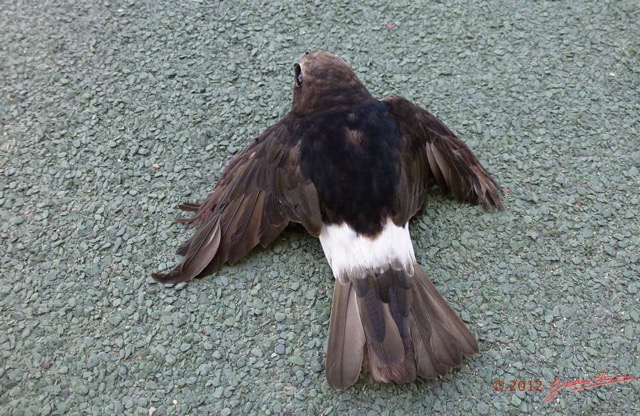 096 Oiseau Martinet des Maisons Apus affinis P1020674 copiewtmk.jpg